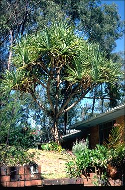 APII jpeg image of Pandanus tectorius var. australianus  © contact APII