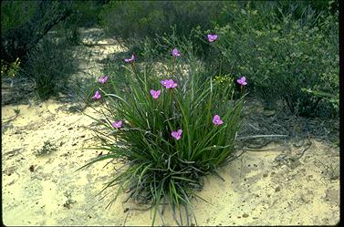 APII jpeg image of Patersonia occidentalis  © contact APII