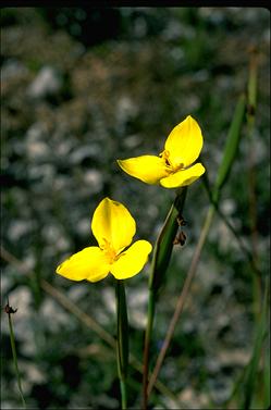 APII jpeg image of Patersonia umbrosa var. xanthina  © contact APII