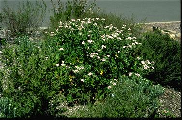 APII jpeg image of Pelargonium australe  © contact APII