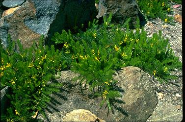 APII jpeg image of Persoonia chamaepitys  © contact APII