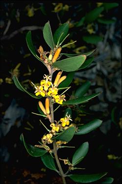 APII jpeg image of Persoonia laurina  © contact APII