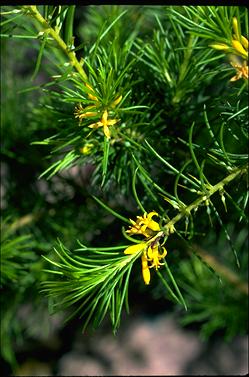 APII jpeg image of Persoonia isophylla  © contact APII