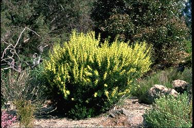 APII jpeg image of Petrophile propinqua subsp. squamata  © contact APII