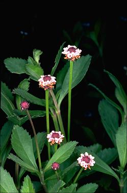 APII jpeg image of Phyla nodiflora  © contact APII