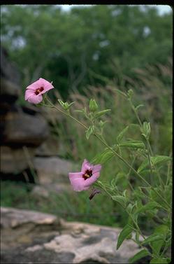 APII jpeg image of Hibiscus leptocladus  © contact APII