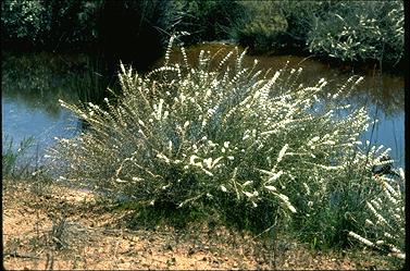 APII jpeg image of Hypocalymma angustifolium  © contact APII