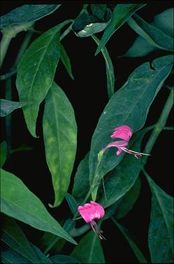 APII jpeg image of Hypoestes floribunda  © contact APII