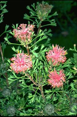 APII jpeg image of Isopogon dubius  © contact APII