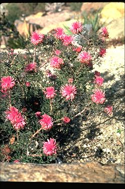 APII jpeg image of Isopogon dubius  © contact APII