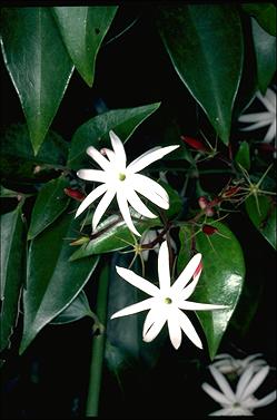 APII jpeg image of Jasminum simplicifolium subsp. australiense  © contact APII