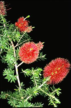 APII jpeg image of Kunzea baxteri  © contact APII