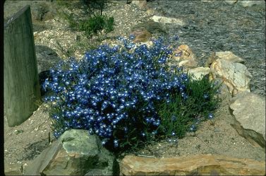 APII jpeg image of Lechenaultia biloba 'White Flash'  © contact APII