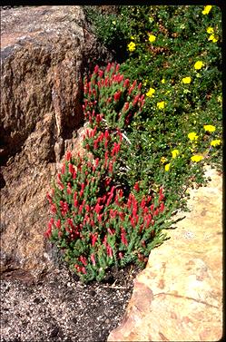 APII jpeg image of Lechenaultia tubiflora  © contact APII