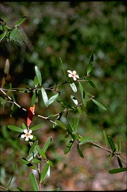 APII jpeg image of Leptospermum luehmannii  © contact APII