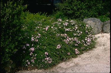 APII jpeg image of Leptospermum rotundifolium 'Julie Ann'  © contact APII