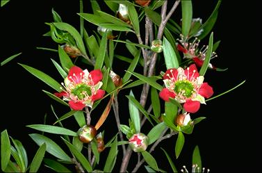 APII jpeg image of Leptospermum spectabile  © contact APII