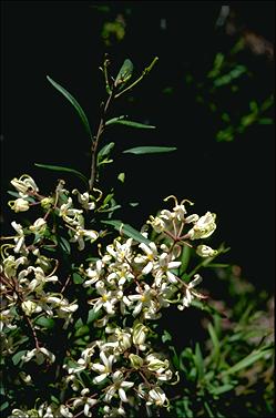 APII jpeg image of Lomatia polymorpha  © contact APII