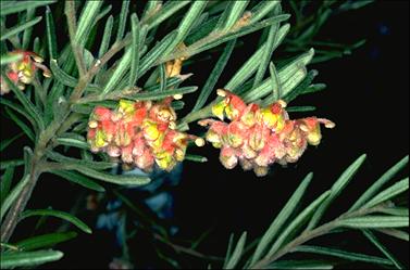 APII jpeg image of Grevillea polybractea  © contact APII