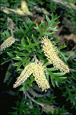 APII jpeg image of Grevillea willisii  © contact APII