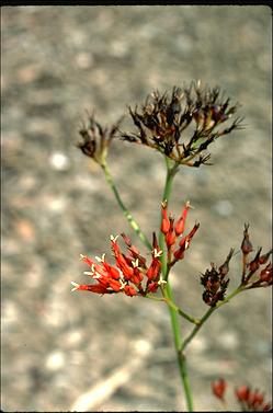 APII jpeg image of Haemodorum coccineum  © contact APII