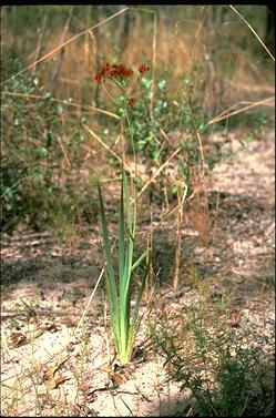 APII jpeg image of Haemodorum coccineum  © contact APII