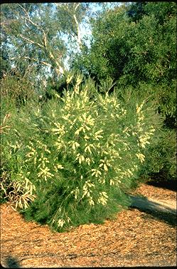 APII jpeg image of Hakea constablei  © contact APII