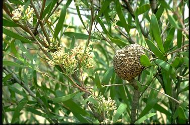 APII jpeg image of Hakea padanicarpa  © contact APII