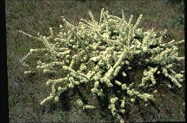 APII jpeg image of Hakea teretifolia  © contact APII