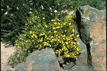 APII jpeg image of Hibbertia calycina  © contact APII