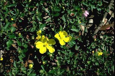 APII jpeg image of Hibbertia diffusa  © contact APII