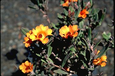 APII jpeg image of Hibbertia miniata  © contact APII