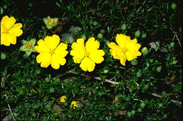 APII jpeg image of Hibbertia pedunculata  © contact APII