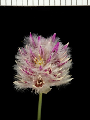 APII jpeg image of Ptilotus schwartzii var. schwartzii  © contact APII