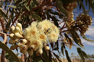 APII jpeg image of Corymbia terminalis  © contact APII