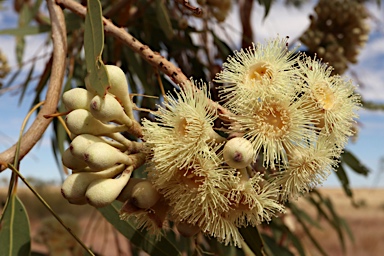 APII jpeg image of Corymbia terminalis  © contact APII