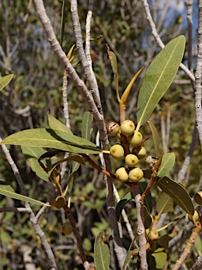 APII jpeg image of Ficus brachypoda  © contact APII