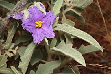 APII jpeg image of Solanum succosum  © contact APII