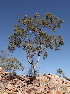 APII jpeg image of Corymbia aspera  © contact APII