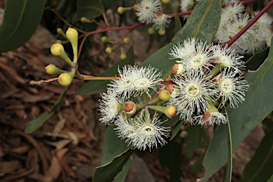 APII jpeg image of Eucalyptus haemastoma  © contact APII