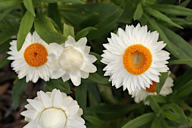 APII jpeg image of Xerochrysum bracteatum 'Mohave White'  © contact APII