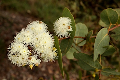 APII jpeg image of Eucalyptus shirleyi  © contact APII