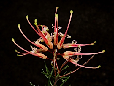 APII jpeg image of Grevillea 'Mallee Dawn'  © contact APII