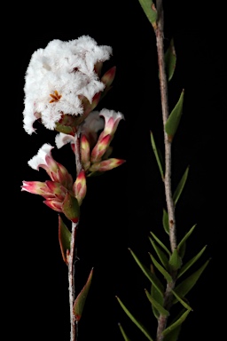 APII jpeg image of Leucopogon virgatus  © contact APII