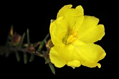 APII jpeg image of Hibbertia calycina  © contact APII