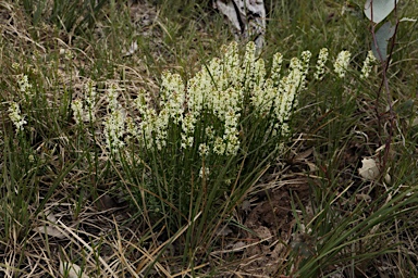 APII jpeg image of Stackhousia monogyna  © contact APII