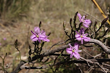 APII jpeg image of Thysanotus patersonii  © contact APII