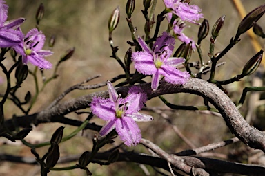 APII jpeg image of Thysanotus patersonii  © contact APII