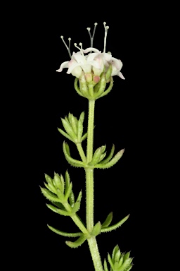 APII jpeg image of Asperula conferta  © contact APII