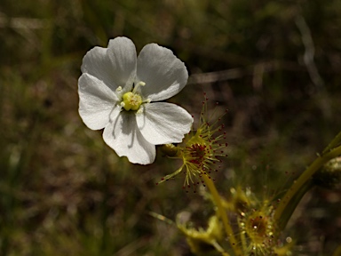 APII jpeg image of Drosera hookeri  © contact APII